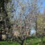 Perenboom 'Doyenne du Comice' bloesem